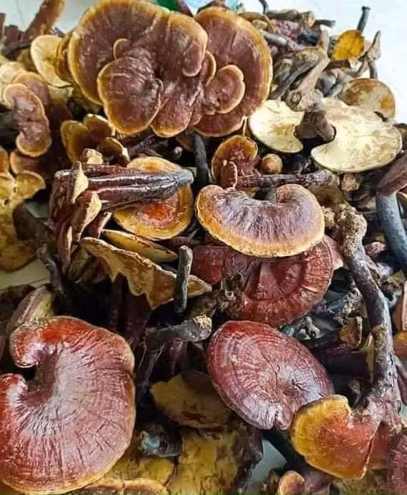 Tuỳ theo từng loại nấm nấm già, nấm non, nấm nụ, nguồn gốc nấm và cả quá trình thu hái, chế biến mà nấm lim xanh có nhiều mức giá khác nhau. Trung bình, giá nấm lim xanh dao động từ 500.000 đồng đến 6 triệu đồng/kg. Ảnh: Facebook