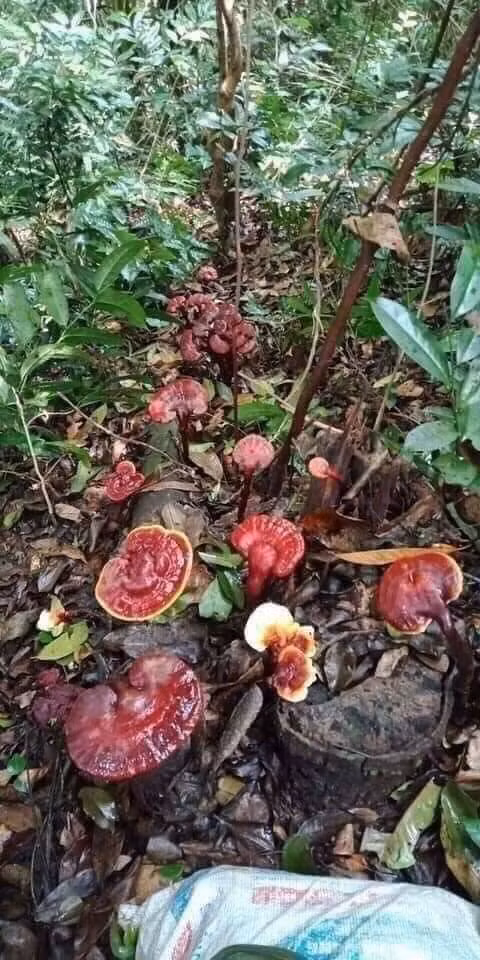 Nấm lim xanh chỉ mọc trên cây gỗ lim xanh đã chết mục. Người dân các tỉnh vùng núi đi săn nấm lim xanh là từ tháng 5 đến giữa tháng 8. Ảnh: Facebook