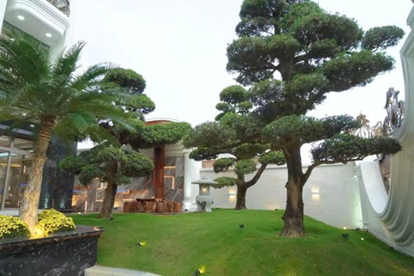 Từ cổng đi vào, bên phải là khu đồi tùng khá lớn và bể cá Koi.