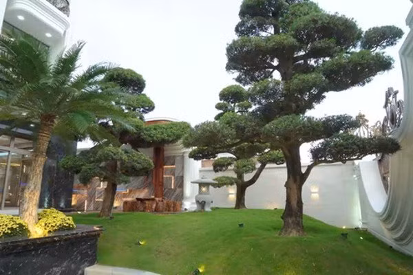 Từ cổng đi vào, bên phải là khu đồi tùng khá lớn và bể cá Koi.