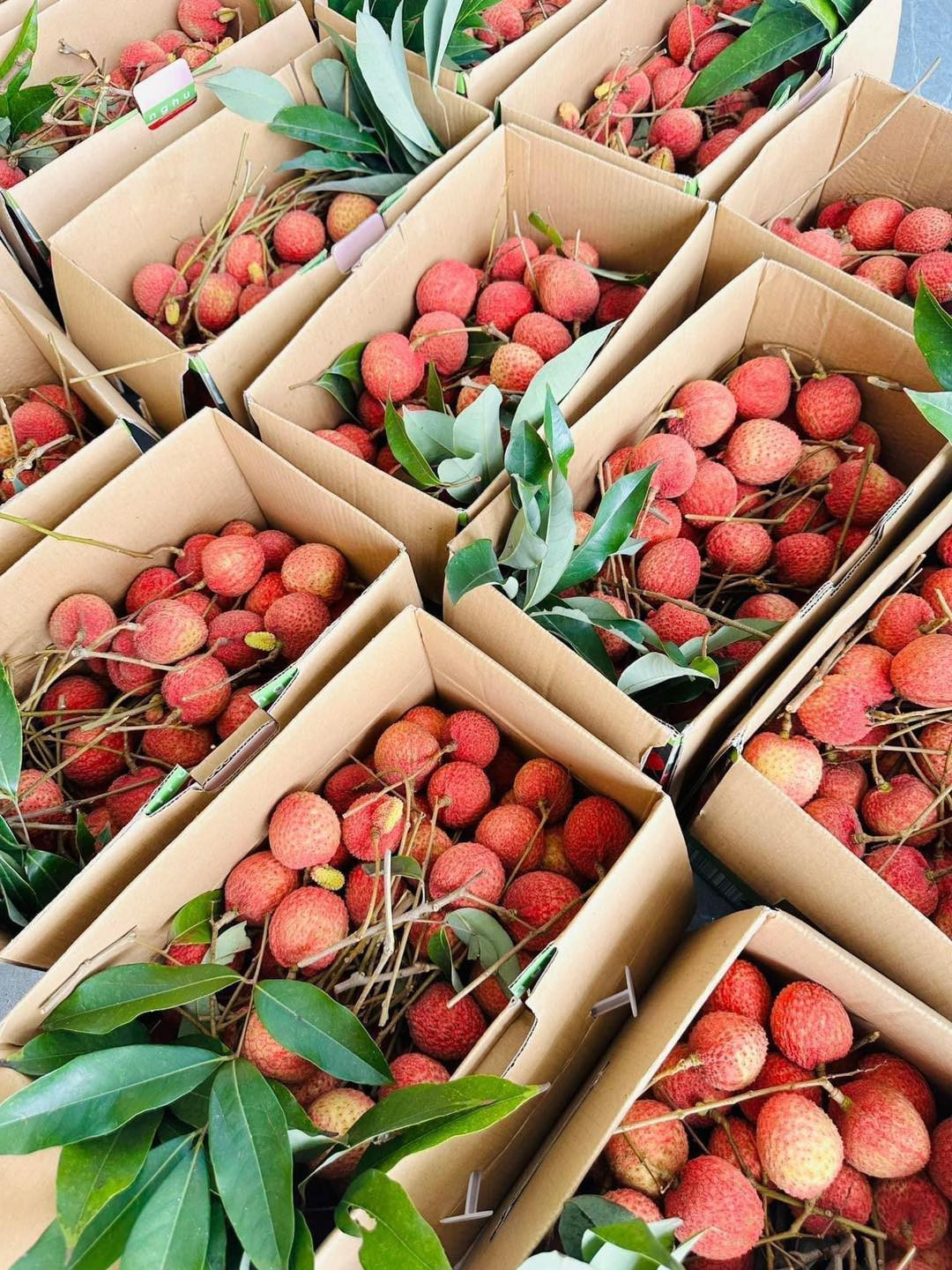 Vai trung u hong gan 200.000 dong/kg hut khach