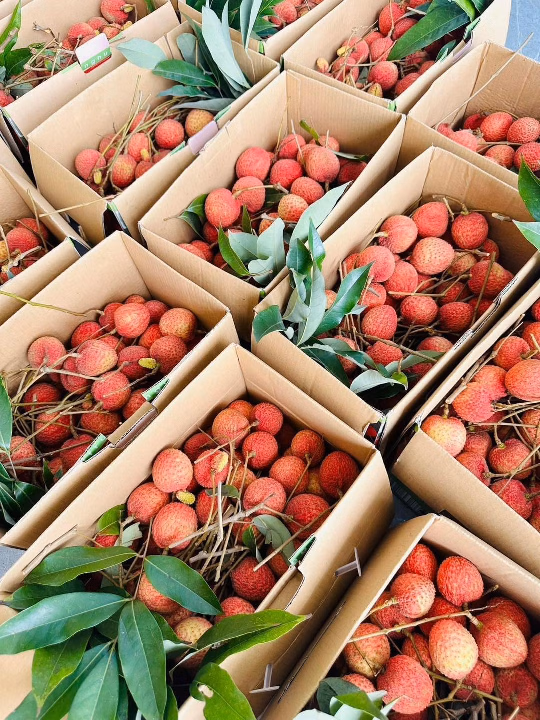 Vai trung u hong gan 200.000 dong/kg hut khach