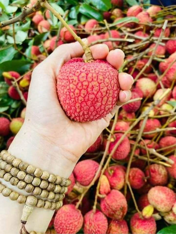 Vai trung u hong gan 200.000 dong/kg hut khach-Hinh-3