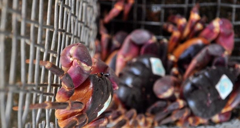 Dù rất đắt nhưng loại cua đá đặc sản này khá hút khách bởi thịt cua chắc và thơm, đặc biệt ngon và lạ nhất là gạch cua. Ảnh: Cù Lao Chàm Travel