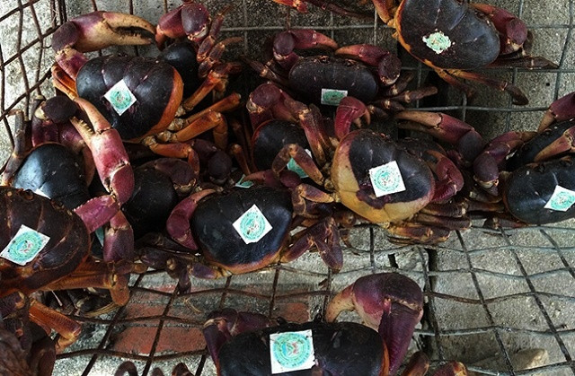 Để bảo tồn loại cua này, từ nguồn Quỹ Môi trường toàn cầu (GEF), TP Hội An và Hội Nông dân xã Tân Hiệp đã triển khai dự án “Xây dựng mô hình cộng đồng tham gia bảo vệ và khai thác bền vững cua đá Cù Lao Chàm”, tiến hành dán nhãn kiểm soát lượng cua đá bán ra thị trường. Ảnh: Vnbussiness