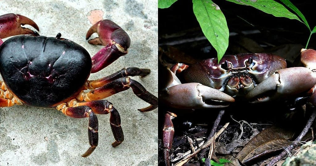 Vì thế, du khách hay thậm chí người dân trên đảo, nếu có nhiều tiền cũng không mua được cua đá vào thời điểm bị cấm khai thác. Ảnh: Chamdiscovery