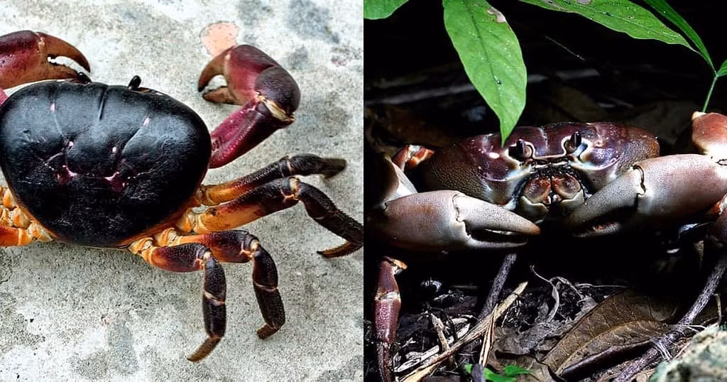 Vì thế, du khách hay thậm chí người dân trên đảo, nếu có nhiều tiền cũng không mua được cua đá vào thời điểm bị cấm khai thác. Ảnh: Chamdiscovery