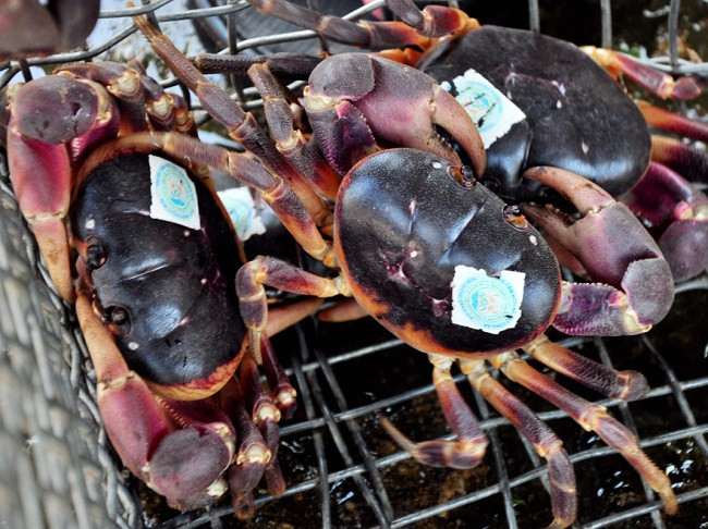 Gọi là cua đá vì chúng sống ở trong các hang đá trên núi. Sau khi đánh bắt, cua đá ở Cù Lao Chàm phải qua các bước kiểm tra kỹ lưỡng mới được dán nhãn cho phép bán ra thị trường. Ảnh: Dân Việt