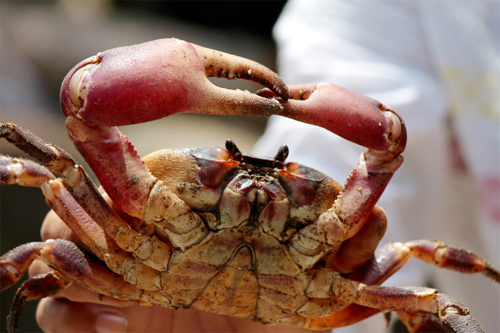 Ngoài kích thước, HTX cua đá Cù Lao Chàm còn quy định giá bán cua. Cụ thể, giá thu mua của thành viên trong HTX không dưới 850.000 đồng/kg, bán ra thị trường không cao hơn 1,4 triệu/kg và không thấp hơn 1,1 triệu đồng/kg. Ảnh: Culaochamtour