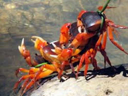 Theo quy định, cua đá có chiều ngang mai trên 7 cm, không mang trứng mới được dán nhãn cho phép bán ra thị trường. Những con không đủ tiêu chuẩn sẽ được phóng thích về lại môi trường tự nhiên. Ảnh: Khamphaculaocham