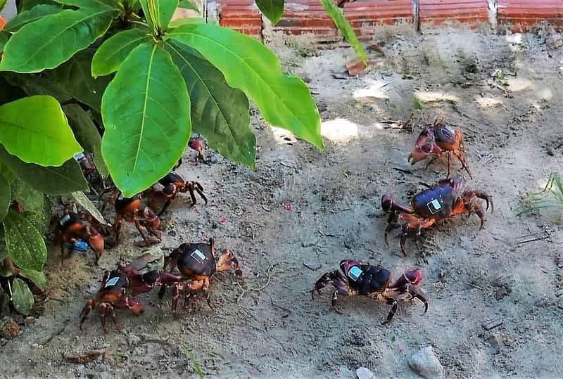 Cua đá chỉ được phép khai thác từ đầu tháng 4 đến cuối tháng 7. Khoảng thời gian còn lại là chu kỳ sinh sản của cua và bị cấm săn bắt, mua bán. Ảnh: Chamdiscovery