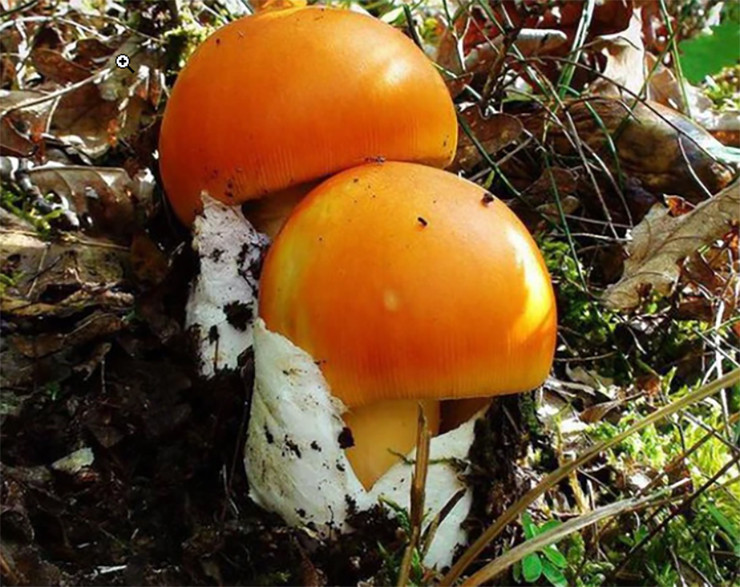 Điều đặc biệt ở loại nấm trứng gà là tùy thuộc vào độ tuổi, nấm sẽ có màu khác nhau. Cụ thể, nấm trưởng thành có thể có màu cam đồng nhất hoặc hơi đỏ hơn ở trung tâm, nhạt dần sang màu cam về phía rìa. Ảnh: Dân Việt