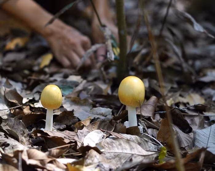 Trong khi đó, nấm mới lớn thường có màu nhạt hơn. Ảnh: Dân Việt