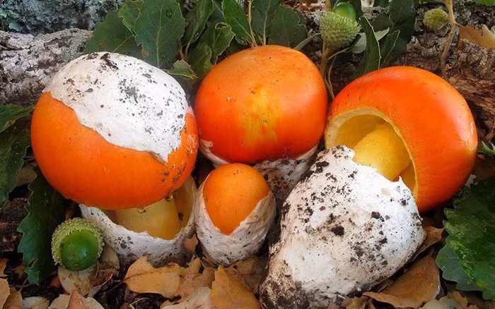 Mũ nấm không bao giờ bị xẹp hay bị lõm và có những vạch nhỏ trên cạnh nấm. Ảnh: Giadinhnet