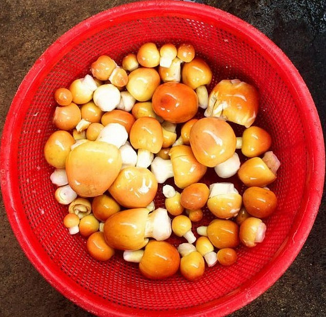 Tuy nhiên, ít ai biết rằng xưa loại nấm này không được ưa chuộng chiều. Vài năm gần đây, nấm trứng gà mới trở thành thứ được nhiều người “săn lùng” vì hương vị thơm ngon và bổ dưỡng cho sức khoẻ. Ảnh: Thuonghieusanpham