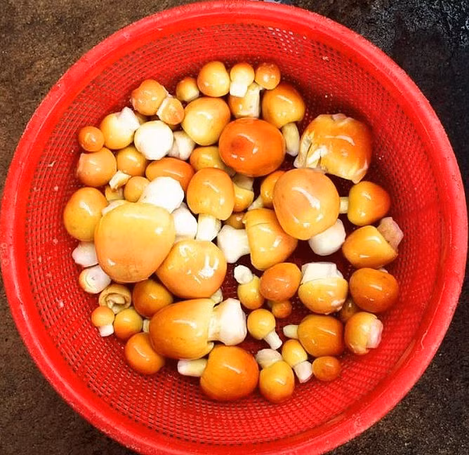 Tuy nhiên, ít ai biết rằng xưa loại nấm này không được ưa chuộng chiều. Vài năm gần đây, nấm trứng gà mới trở thành thứ được nhiều người “săn lùng” vì hương vị thơm ngon và bổ dưỡng cho sức khoẻ. Ảnh: Thuonghieusanpham