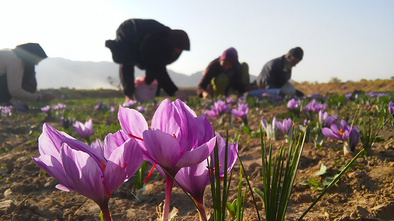 Một trong những lý do khiến saffron đắt đỏ là số lượng không nhiều. Nhiều nước trên thế giới trồng được hoa nghệ tây nhưng nếu tính theo sản lượng thì chỉ có 3 quốc gia là Ấn Độ, Iran và Tây Ban Nha. Ảnh: Tasteiran