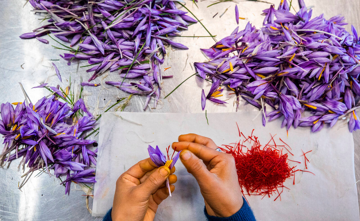 Ở Ba Tư cổ đại, sợi nghệ tây được dệt thành vải, dâng lên các vị thần theo nghi thức và sử dụng trong thuốc nhuộm, nước hoa, thuốc và nước tắm. Ảnh: Getty