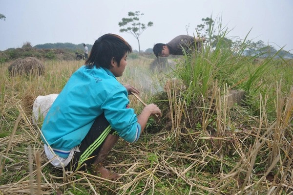 Sau vụ gặt lúa mùa chiêm, người làm nghề bắt chuột đồng có thể kiếm được vài chục triệu đồng. Ảnh: Một thế giới