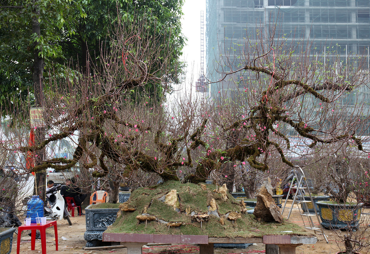 Trong số gần 100 gốc đào bày bán ở TP Vinh (Nghệ An), có gốc đào Nhật Tân cổ thụ được cho thuê với giá 150 triệu đồng/cây. Ảnh: Vietnamnet