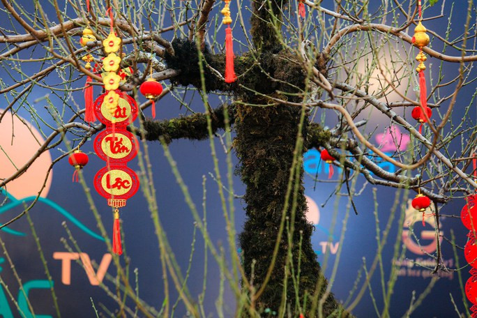 Từ gốc đến thân cây đào đều phủ lớp rêu phong cổ kính. Ảnh: Người lao động