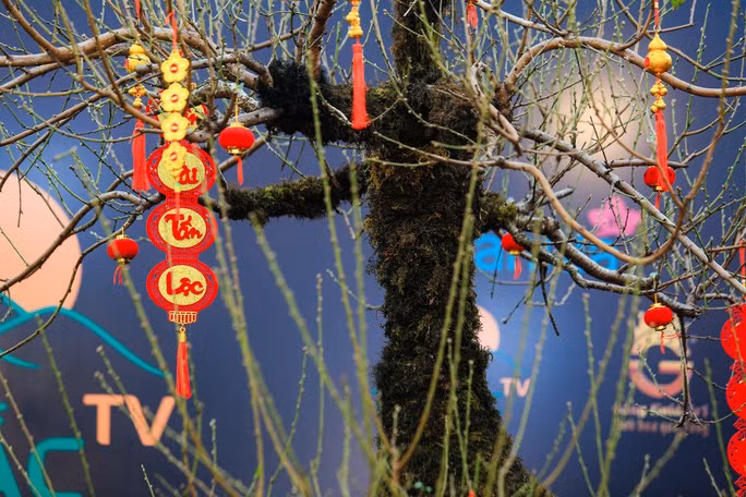 Từ gốc đến thân cây đào đều phủ lớp rêu phong cổ kính. Ảnh: Người lao động