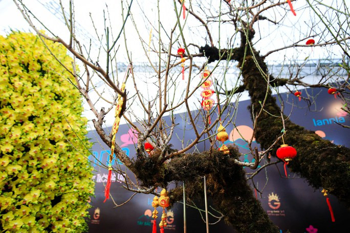 Ban đầu, cây đào chỉ còn phần gốc nên phải ghép cành mới để cây có dáng, thế như hiện tại. Ảnh: Người lao động