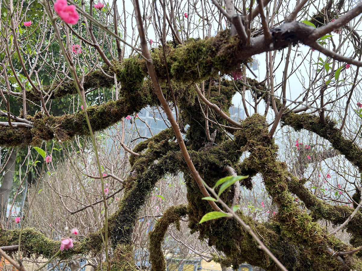 Quanh thân cây đào phủ kín rêu phong khiến nhiều người thích thú. Ảnh: Zing