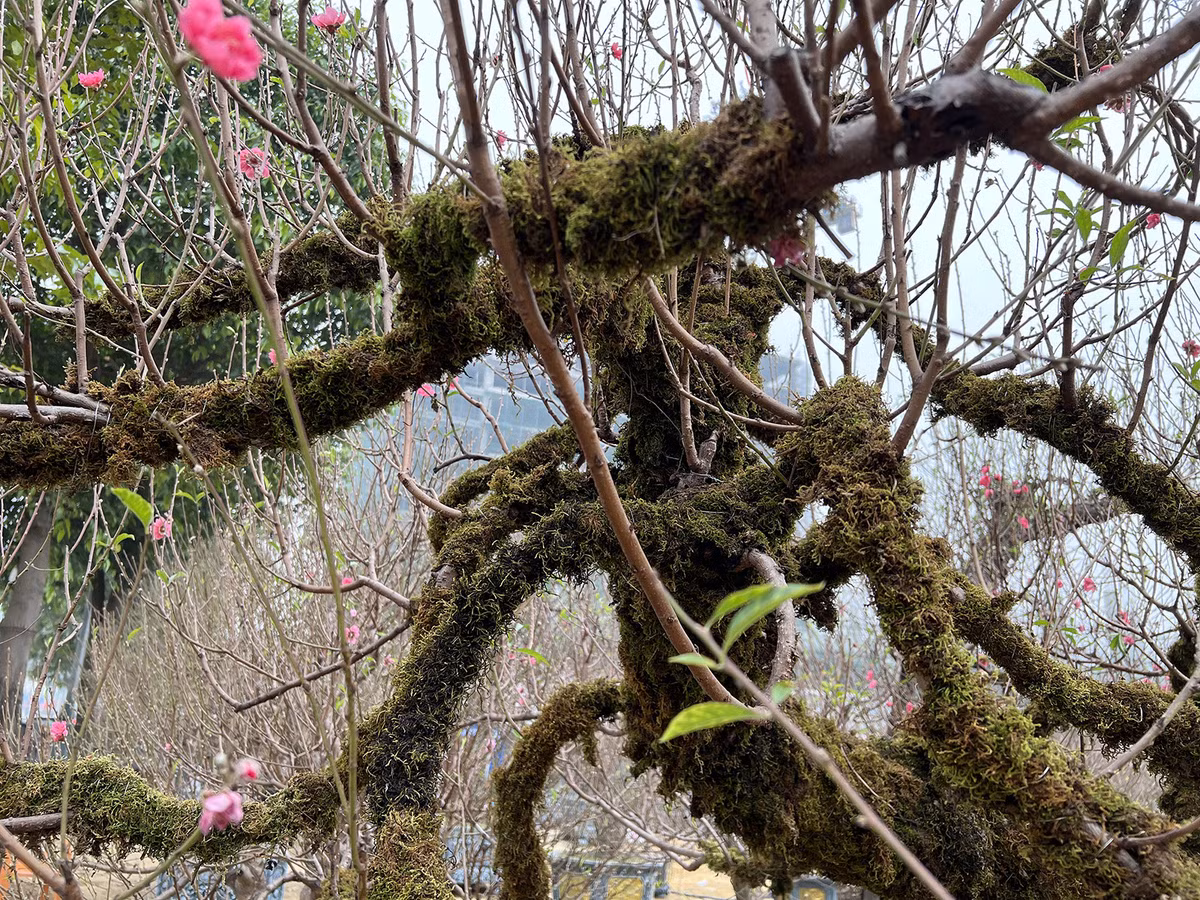 Quanh thân cây đào phủ kín rêu phong khiến nhiều người thích thú. Ảnh: Zing