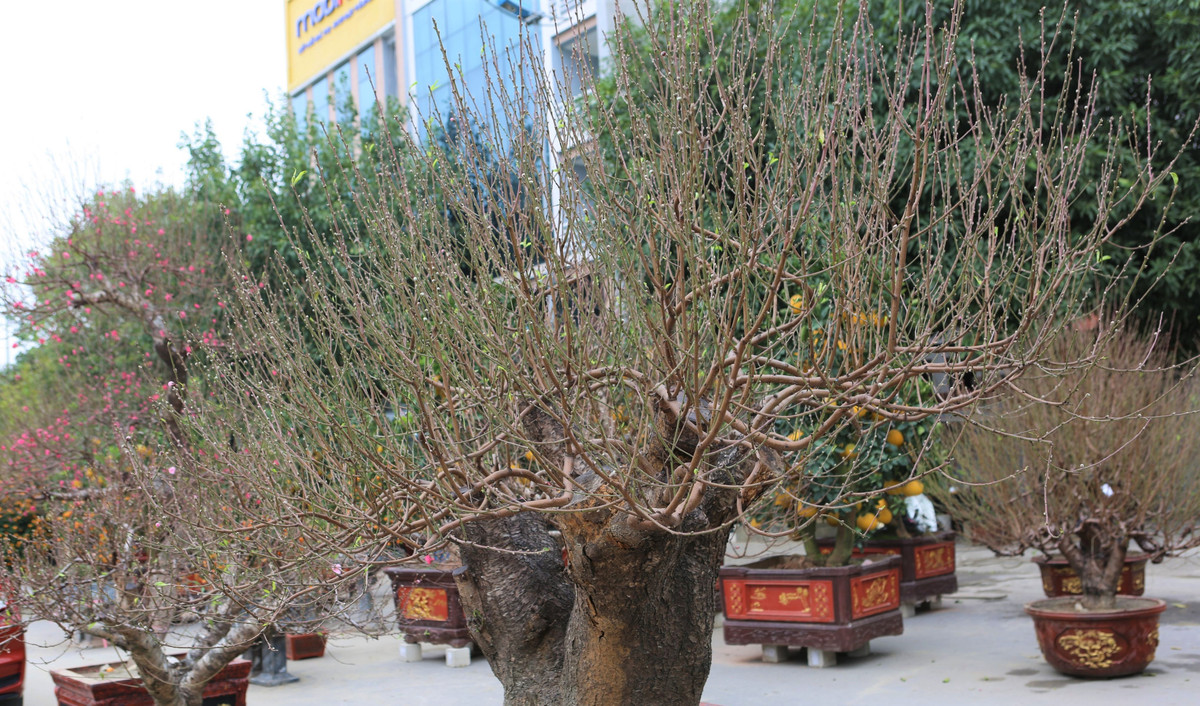 Tại TP. Thanh Hoá, năm nay nhiều nhà vườn đưa gốc đào cổ thụ về bày bán. Những gốc đào hai trạng, tán rộng giá dao động từ 70 đến 100 triệu, tùy thời điểm. Ảnh: Vietnamnet