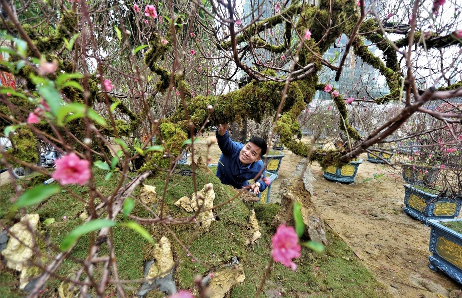 Cây đào hàng chục năm tuổi, có hai nhánh lớn và nhiều nhánh nhỏ mọc ngang tựa thế "rồng bay" độc đáo. Ảnh: Zing