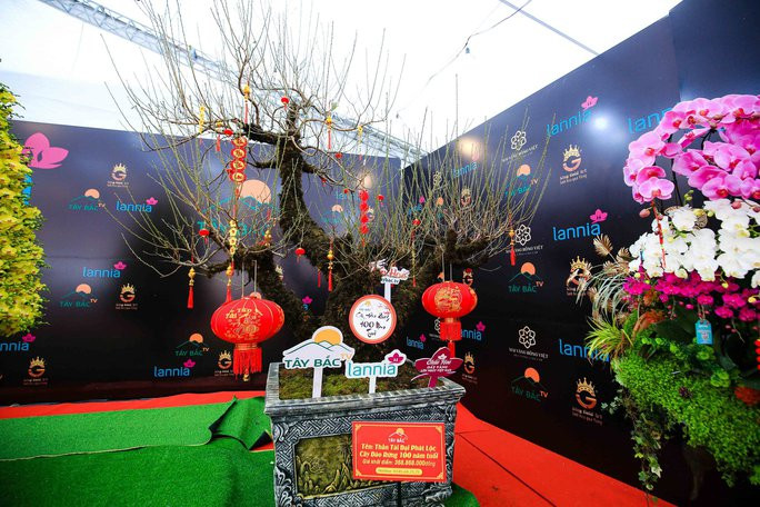 Một gốc đào cổ thụ với tuổi đời lên đến 100 năm tại Hà Nội thu hút sự chú ý của đông đảo khách hàng. Ảnh: Người lao động