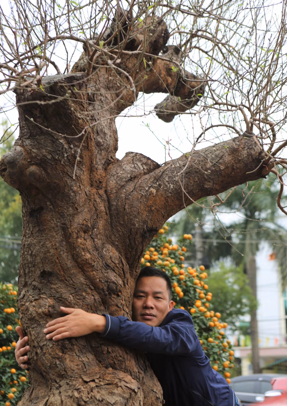 Gốc đào cổ thụ với tuổi đời hơn trăm năm to đến mức một người ôm không hết. Ảnh: Vietnamnet