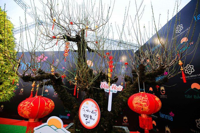 Gốc đào xù xì có nguồn gốc từ Lai Châu được chào bán với giá 368 triệu đồng. Ảnh: Người lao động