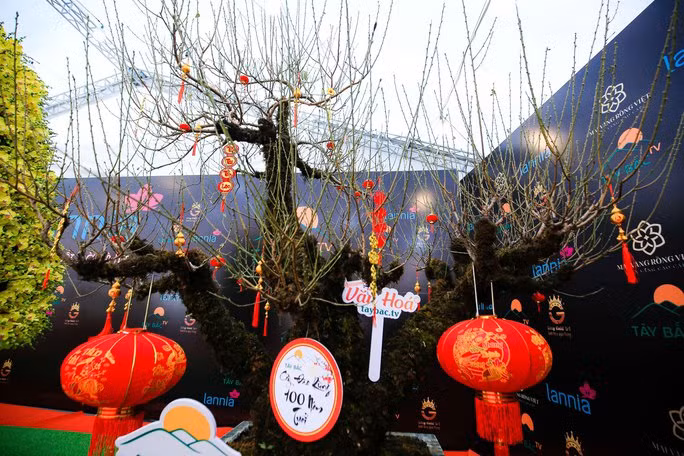 Gốc đào xù xì có nguồn gốc từ Lai Châu được chào bán với giá 368 triệu đồng. Ảnh: Người lao động