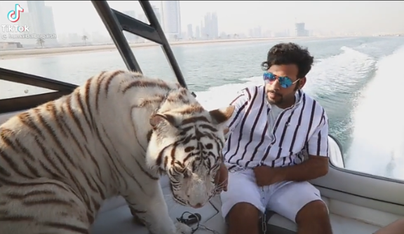 Không chỉ thế, Humaid Albuquaish còn thường xuyên dẫn "pet cưng" đi dạo chơi bằng du thuyền hoặc siêu xe. Ảnh: Tiktok Humaidalbuquaish
