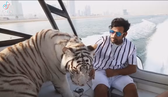Không chỉ thế, Humaid Albuquaish còn thường xuyên dẫn "pet cưng" đi dạo chơi bằng du thuyền hoặc siêu xe. Ảnh: Tiktok Humaidalbuquaish