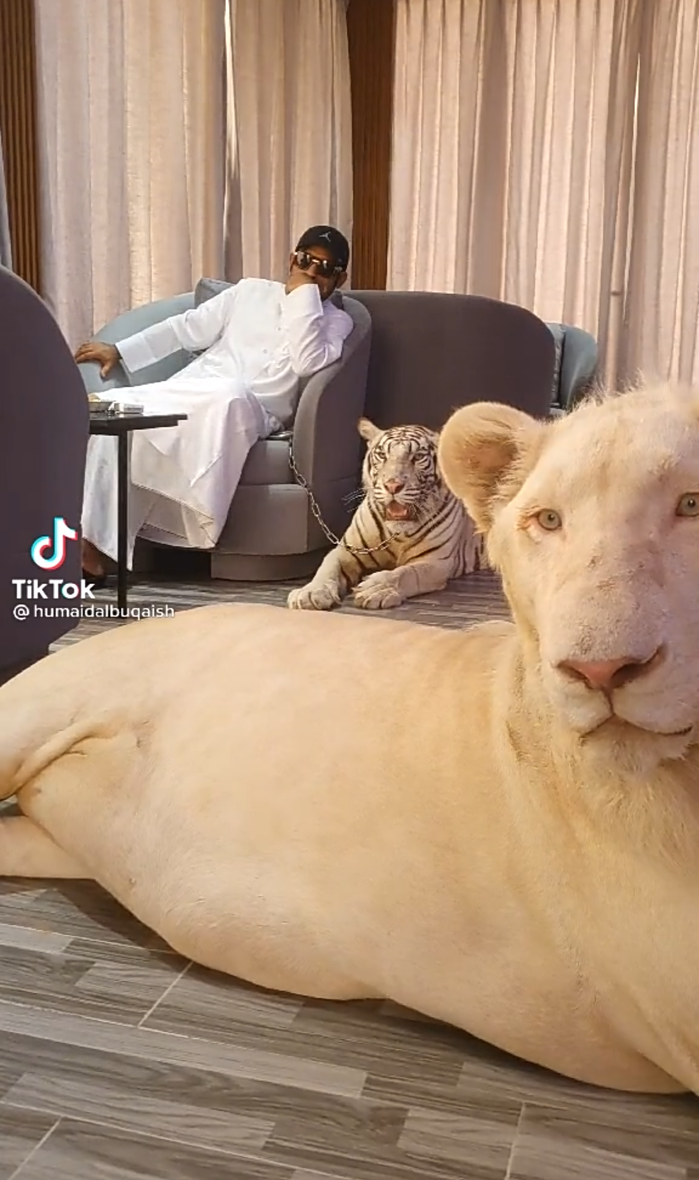 Humaid Albuquaish thường xuyên chia sẻ clip chia sẻ hình ảnh đùa giỡn cùng thú cưng lên mạng xã hội. Ảnh: Tiktok