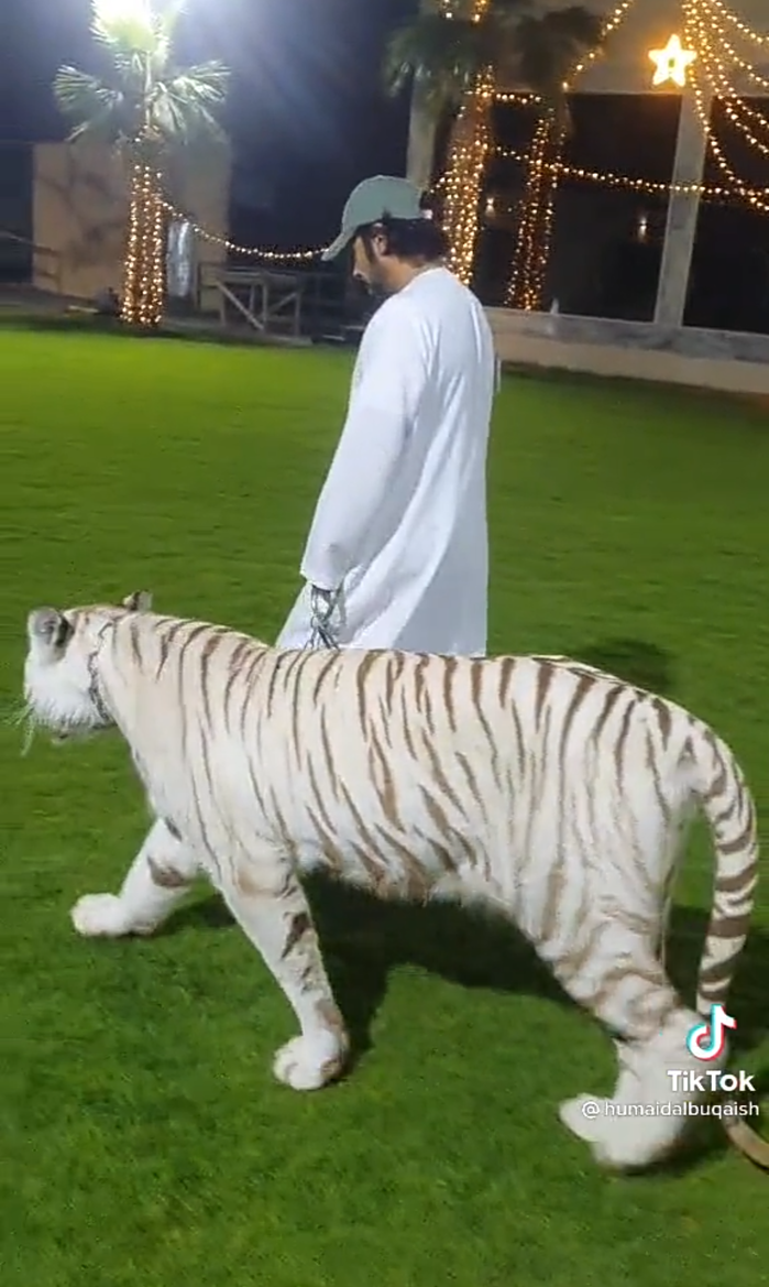 Nhiều người không khỏi choáng ngợp bởi khu biệt thự của Humaid Albuquaish rộng đến mức có thể dắt bầy sư tử, hổ đi dạo thoải mái. Ảnh: Tiktok