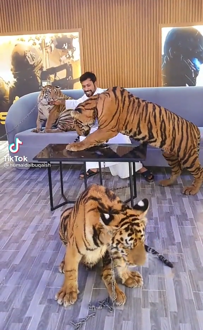 Humaid Albuquaish nổi tiếng trong giới đại gia Dubai, từng thu hút sự chú ý của đông đảo người xem bởi “dàn pet cưng” là những loài động vật hoang dã quý hiếm như: sư tử, hổ, báo, linh cẩu,...Ảnh: Tiktok