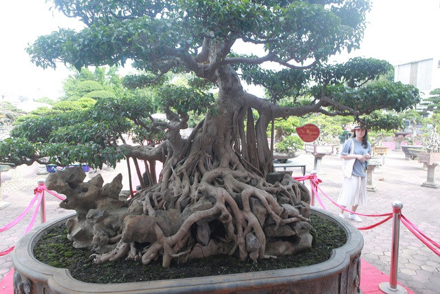 Hiện tại, ông cũng không ra giá vì ông không có ý định bán. Ảnh: Thuonghieusanpham