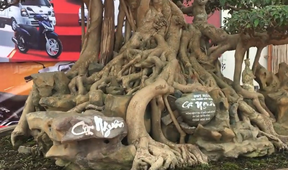 Cây cao gần 2m, chiều dài tính cả “đầu rồng” là 1,8m, chiều rộng hơn 1m. Tay cành được làm theo lối tản vân rất công phu. Ảnh: Dân trí