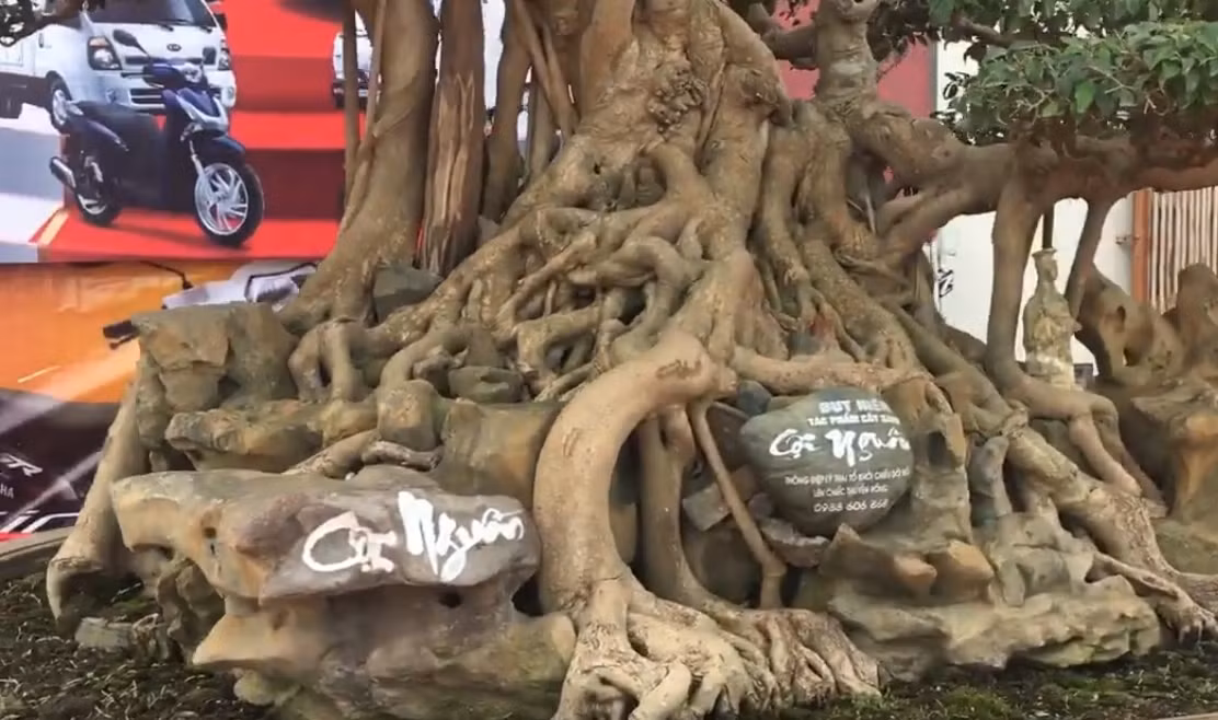 Cây cao gần 2m, chiều dài tính cả “đầu rồng” là 1,8m, chiều rộng hơn 1m. Tay cành được làm theo lối tản vân rất công phu. Ảnh: Dân trí