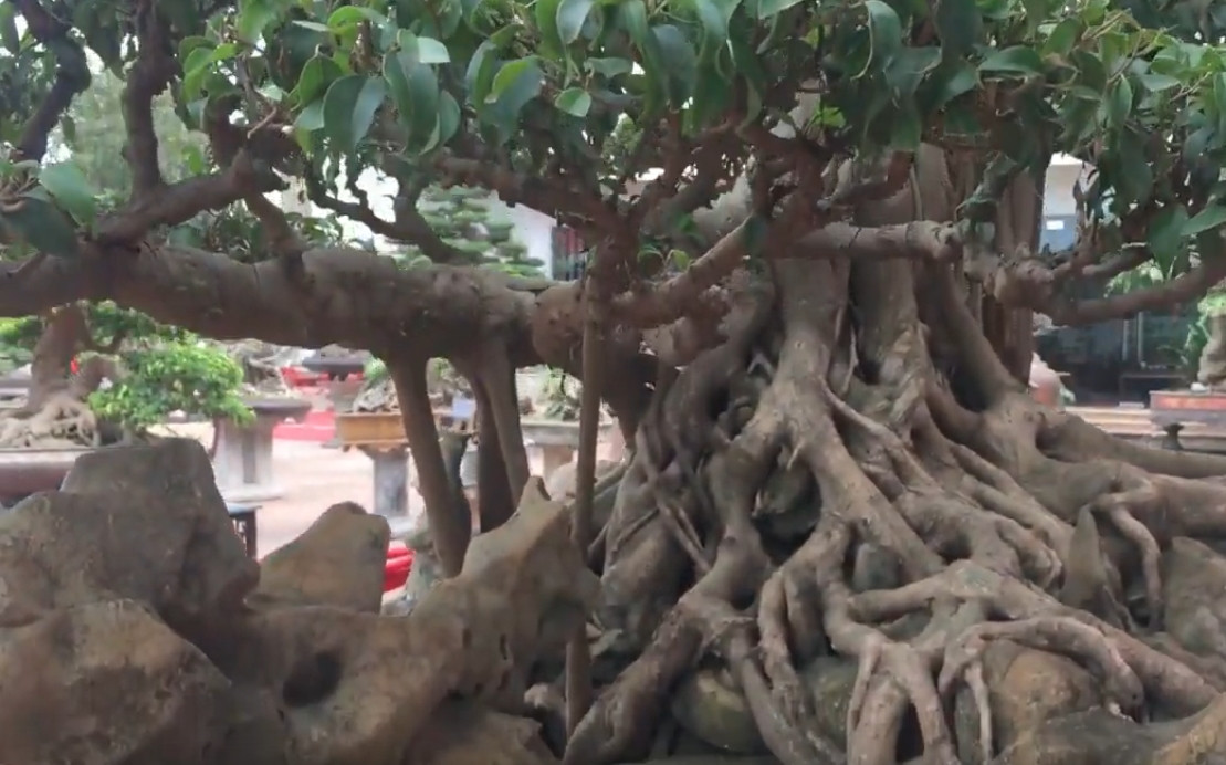 Cây sanh được ký trên đá hình đầu rồng, nhìn tựa như một chiếc thuyền. Ảnh: Dân trí