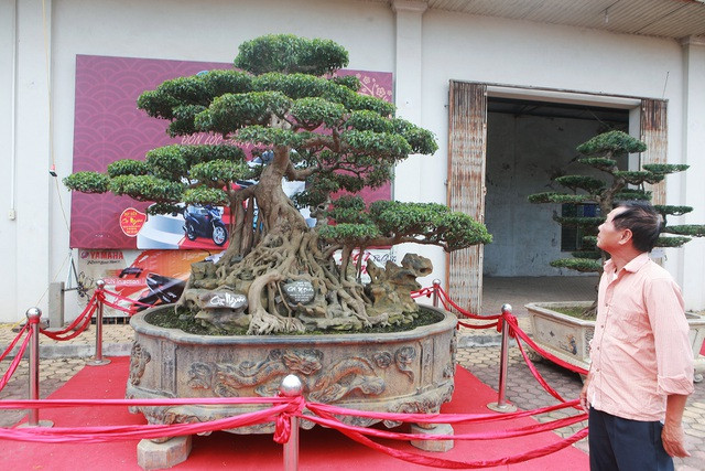 Tác phẩm sanh cổ có nguồn gốc từ Nam Điền (Nam Định), qua 8 đời chủ ông mới sở hữu được. Thời điểm mua cây năm 1998, cây có dáng long. Ảnh: Dân trí