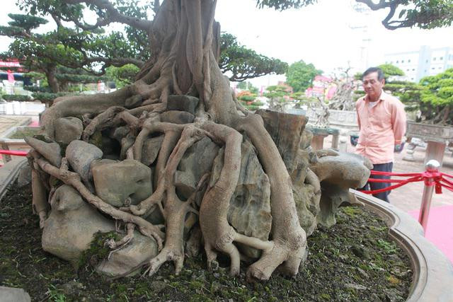 Chủ nhân của tác phẩm cho biết, cây sanh tuổi đời gần 300 năm và đây là một trong những cây có bộ rễ ôm đá đẹp nhất Việt Nam. Ảnh: Dân trí