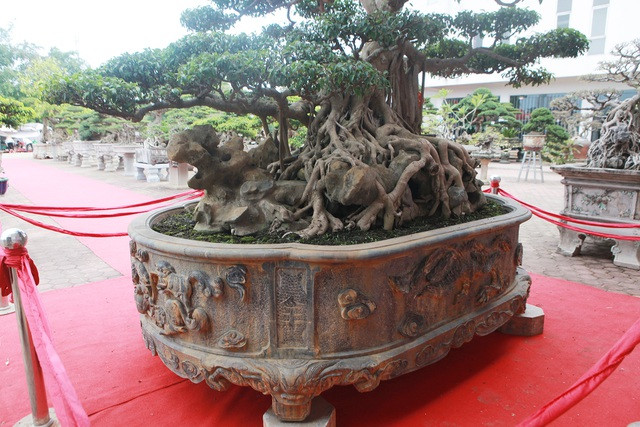 Cây sanh đặt trong chậu đá nguyên khối, độc bản, khắc hình long, ly, quy, phượng và có giá trị trên 100 triệu đồng. Ảnh: Dân trí