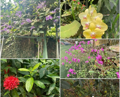 Bên cạnh trái cây, trong vườn nhà NSND Thanh Hoa còn trồng rất nhiều loại hoa.