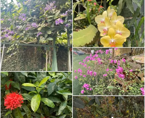 Bên cạnh trái cây, trong vườn nhà NSND Thanh Hoa còn trồng rất nhiều loại hoa.