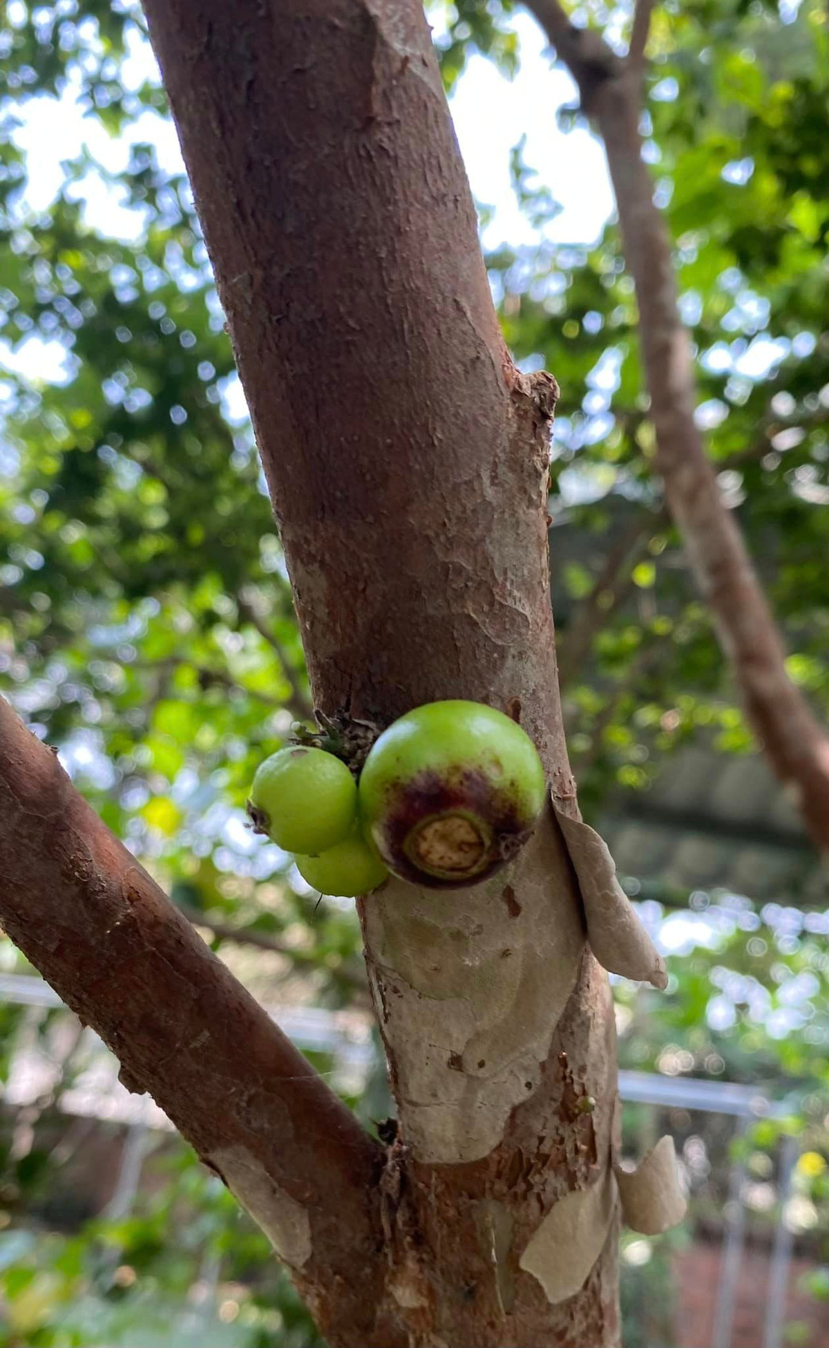 Cây nho thân gỗ giống lạ được NSND Thanh Hoa trồng 6 năm nay đã cho quả.